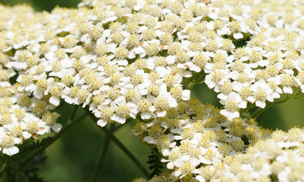 Common yarrow