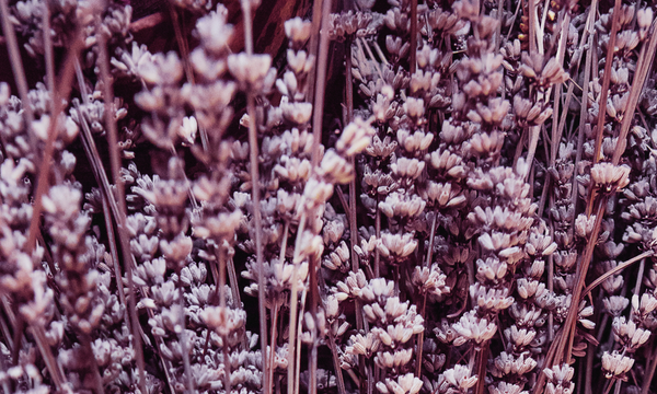 Lavender