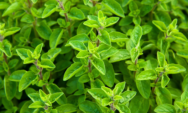 Garden marjoram