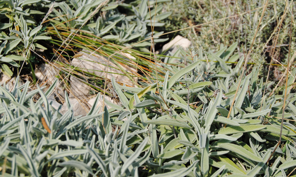 Common rosemary