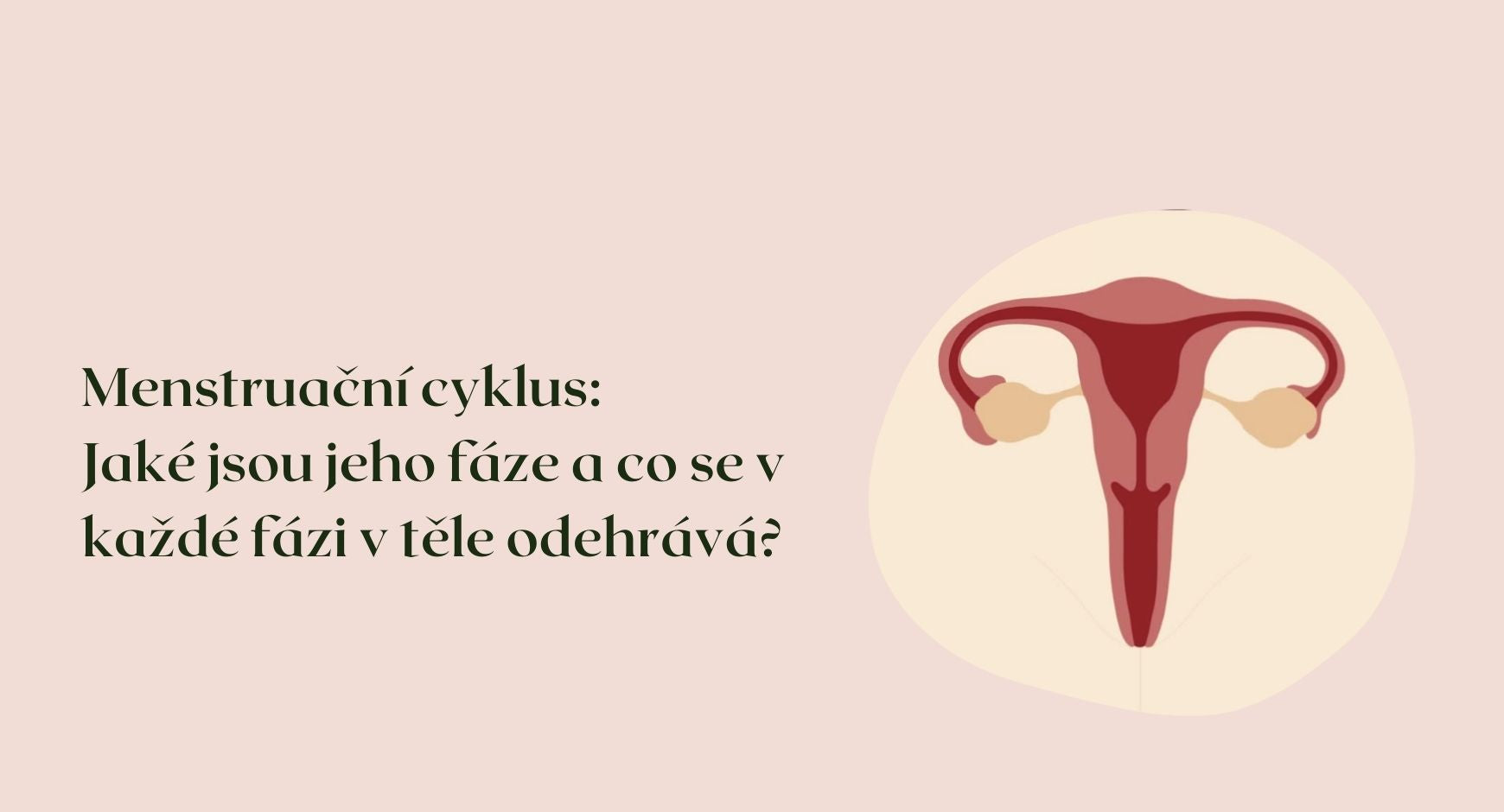 Menstruační cyklus: Jaké jsou jeho fáze a co se v každé fázi v těle odehrává?