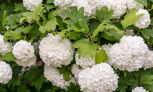 Common viburnum