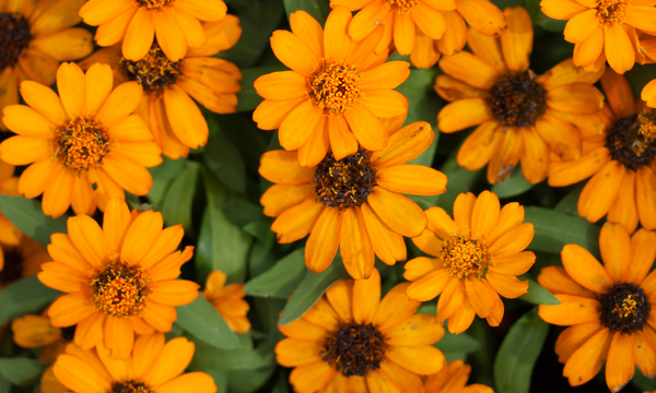 Marigold